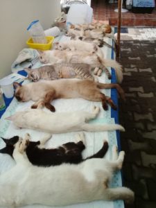 Cats in recovery