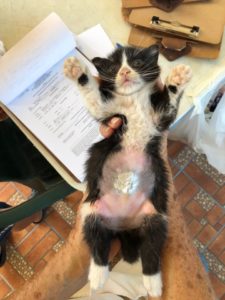kitty belly