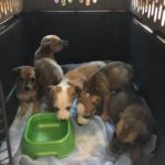 Puppies rescued
